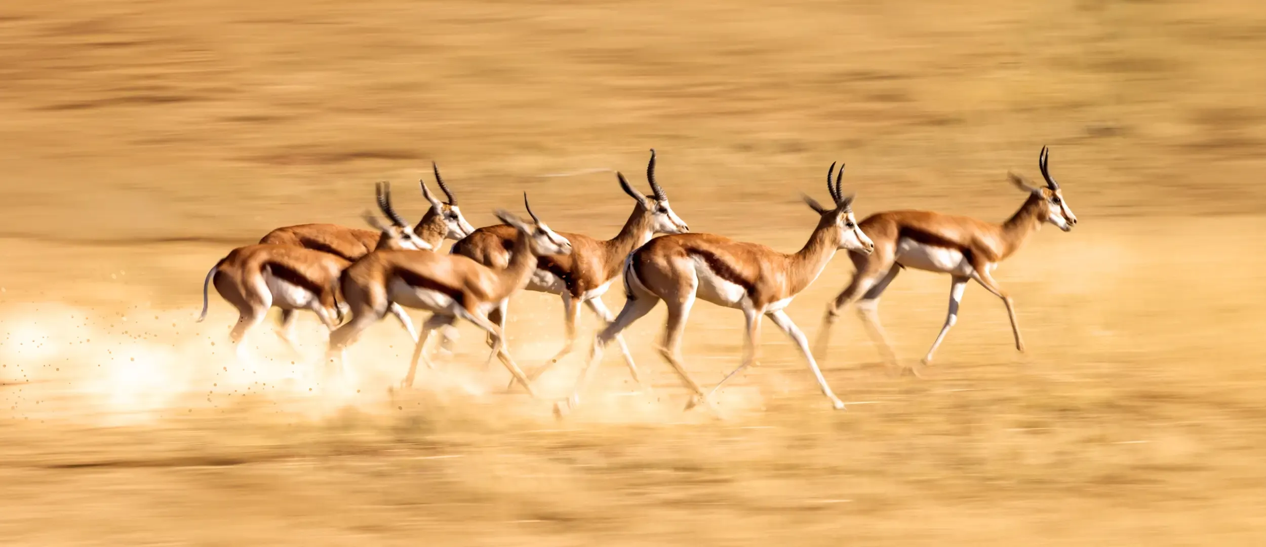 Deer