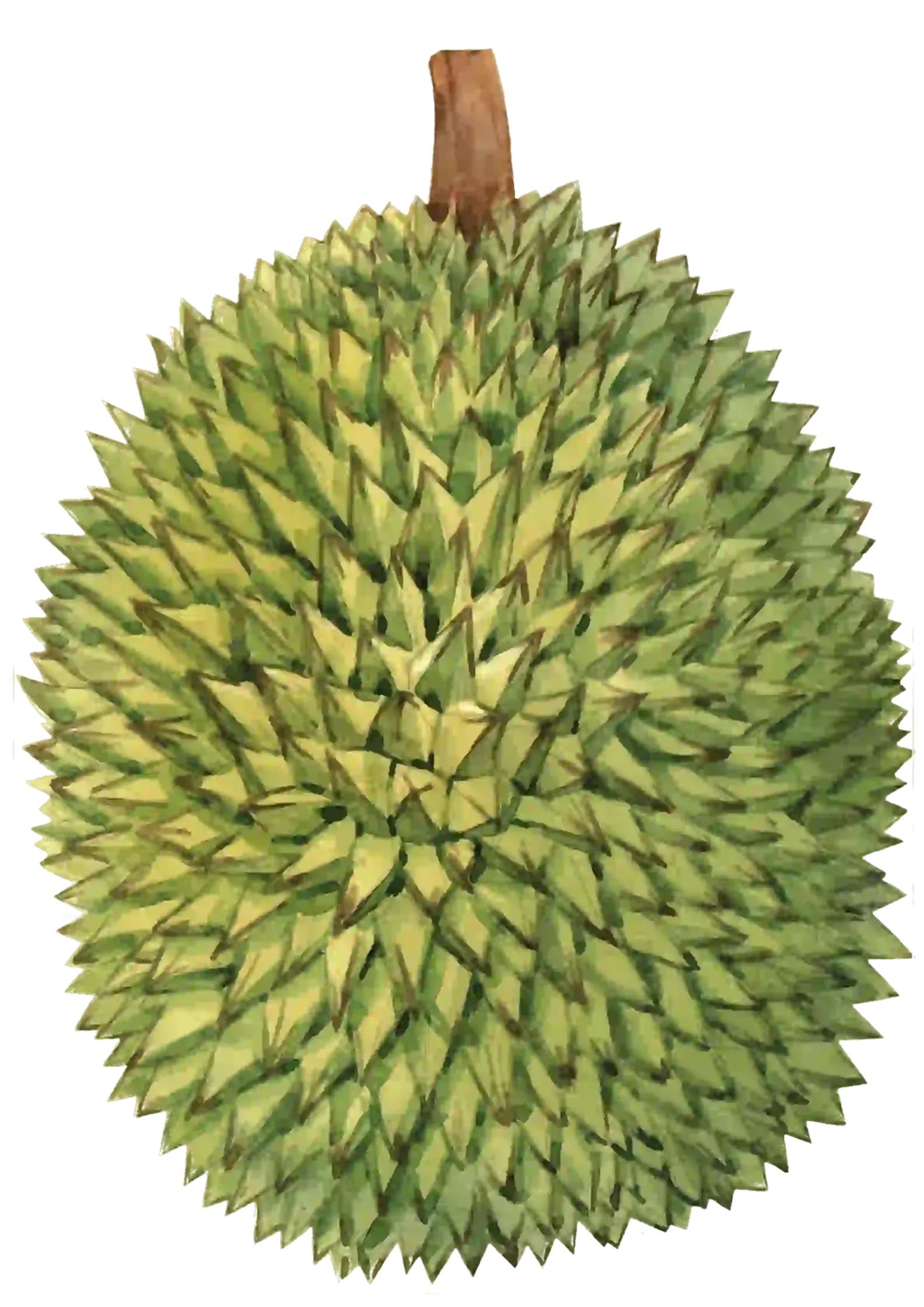 Vivafil Durian Skin